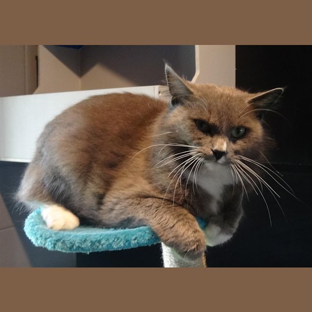 Photo of Smokey