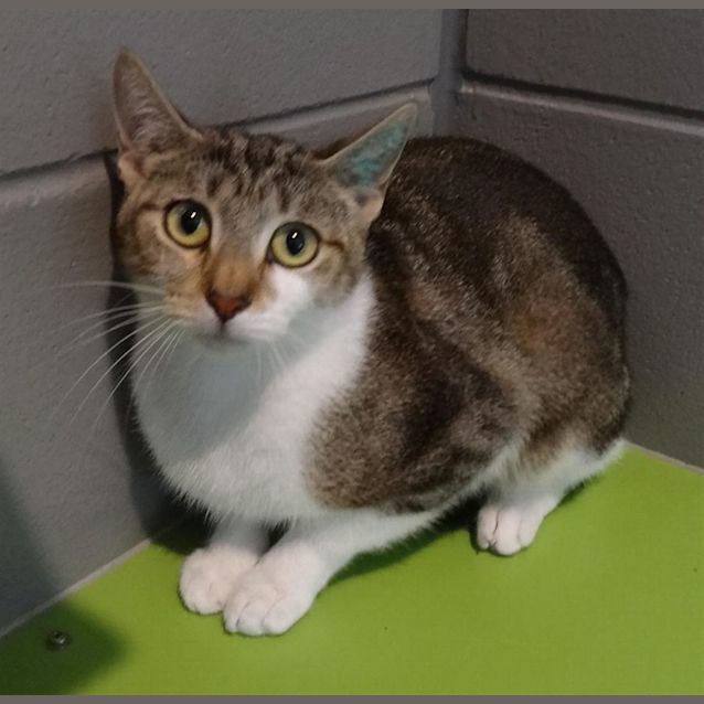 Photo of Tinkerbel