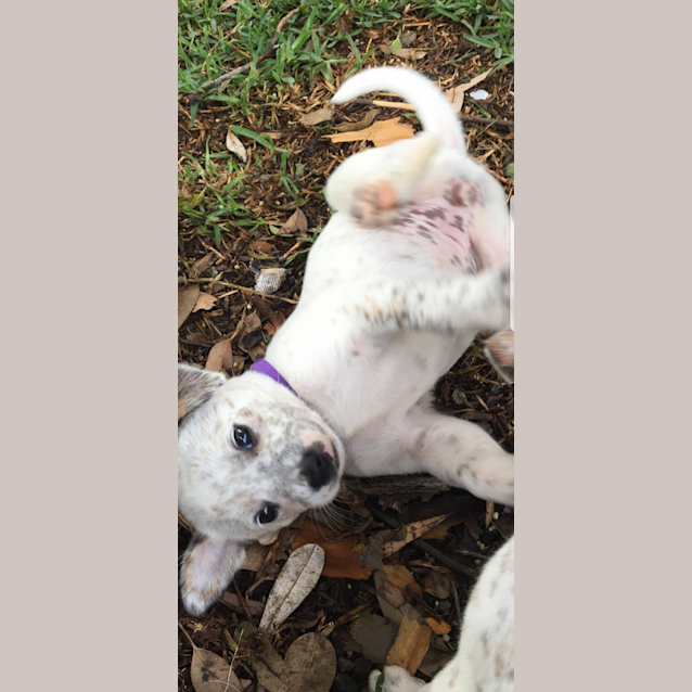 Photo of Olive