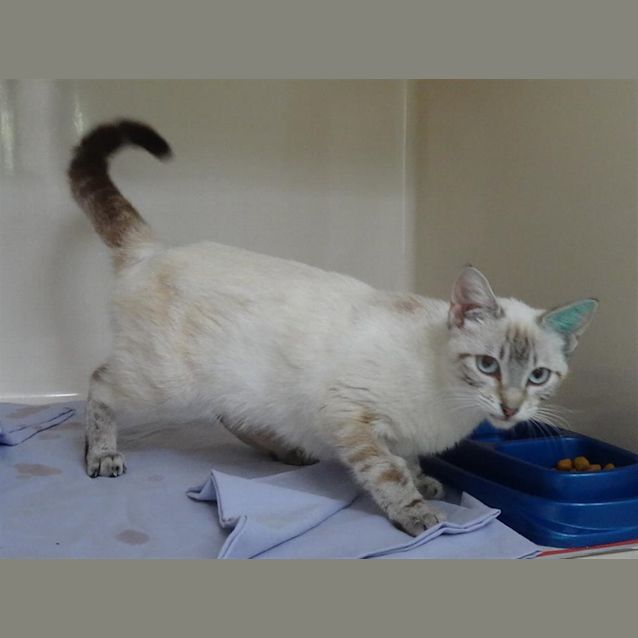 Photo of Cleo