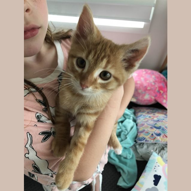 Photo of Gingerbread