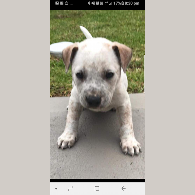 Photo of Bentley