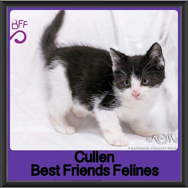 Photo of Cullen