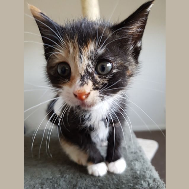 Photo of Rosie **2nd Chance Cat Rescue**