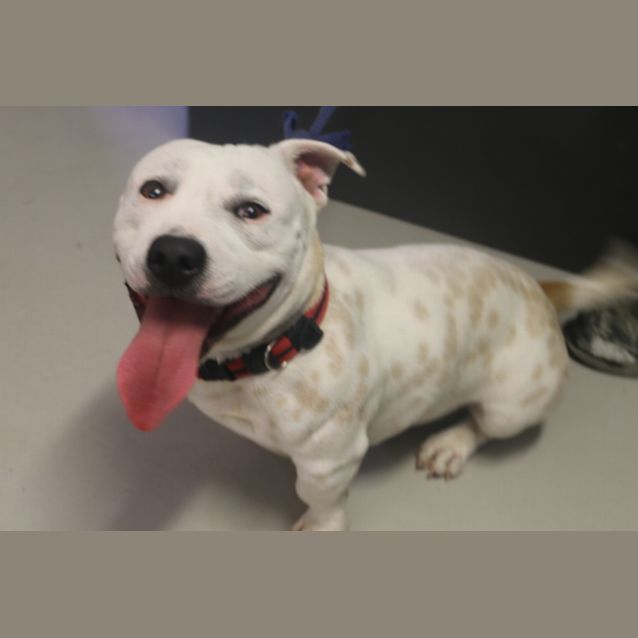 Photo of Scooby