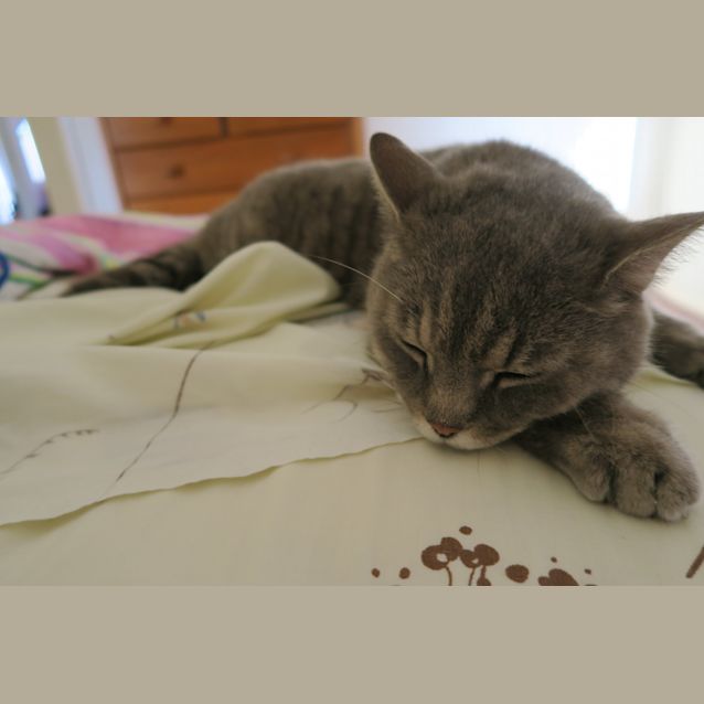 Photo of Albert