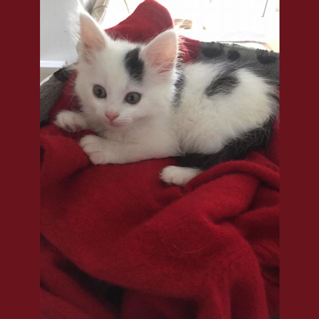 Photo of Luna
