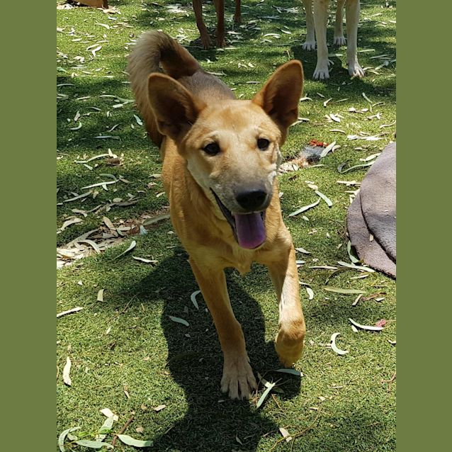 Photo of Layla