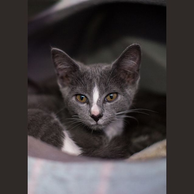 Photo of Bixby