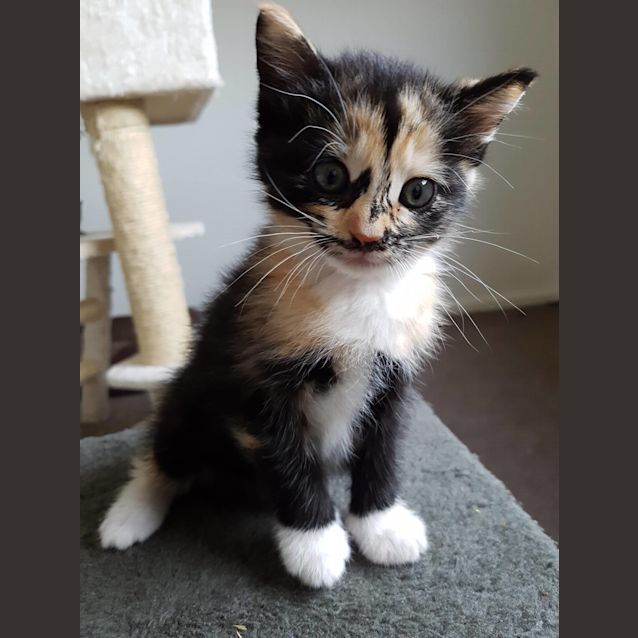 Photo of Yvonne **2nd Chance Cat Rescue**