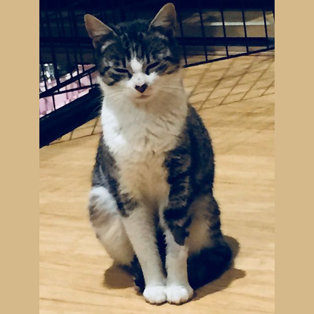 Photo of Mina The Shy Kitty Cat