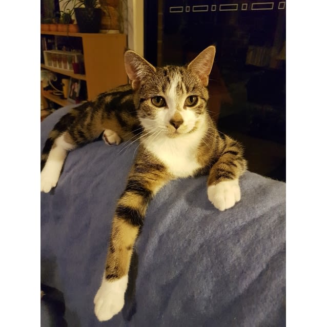 Photo of William The Wondercat