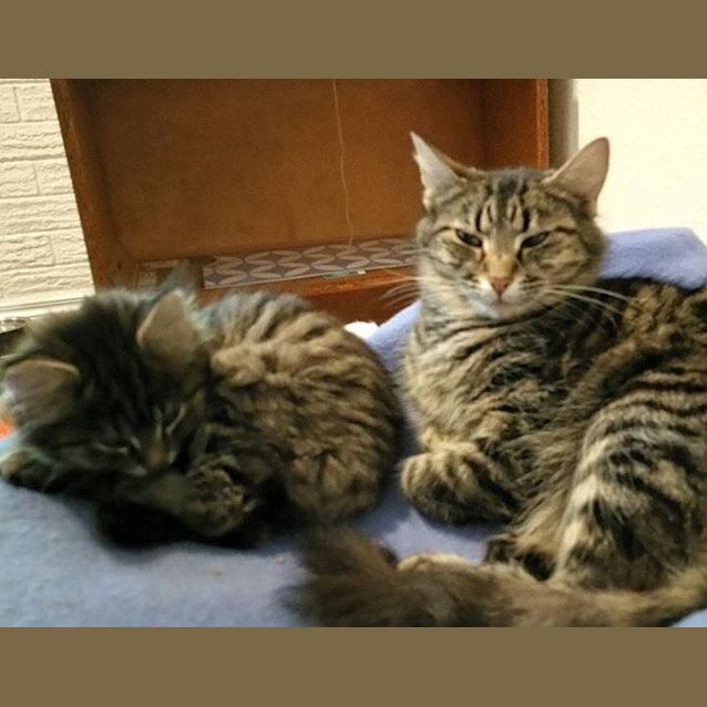 Photo of Toyger