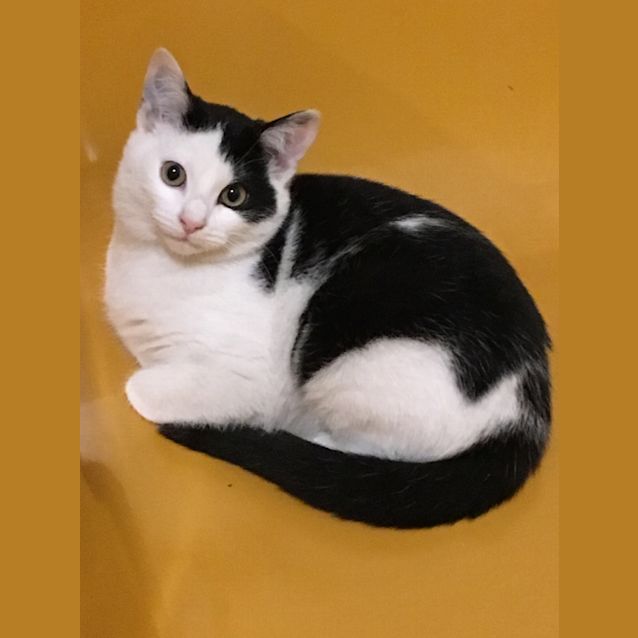Photo of Ivy The Rather Strange Pretty Kitty Cat