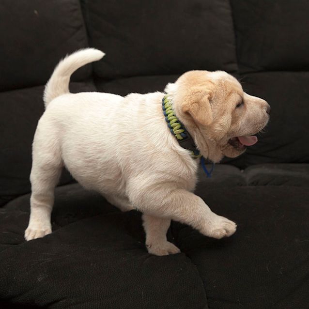 Photo of Hercules ~ Shar Pei X Cattle (On Trial 25/11/17)