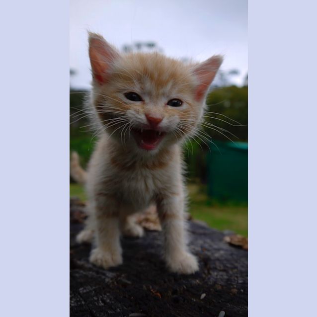 Photo of Blaze