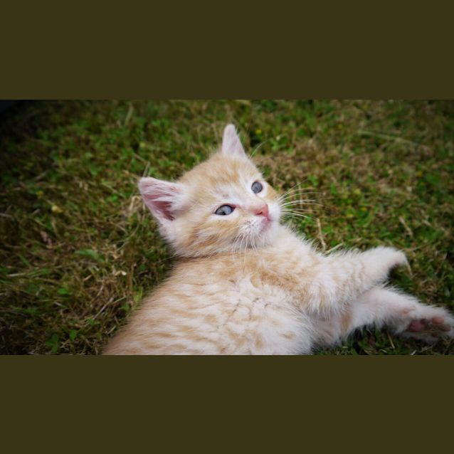 Photo of Blaze