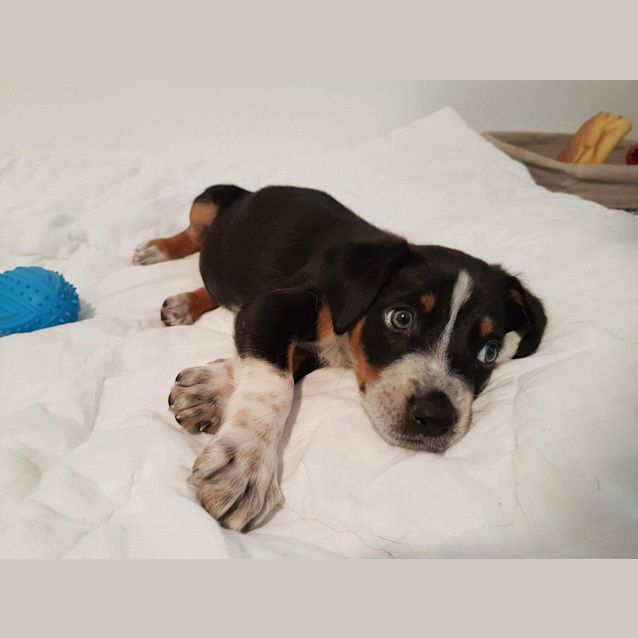 Photo of Sparky