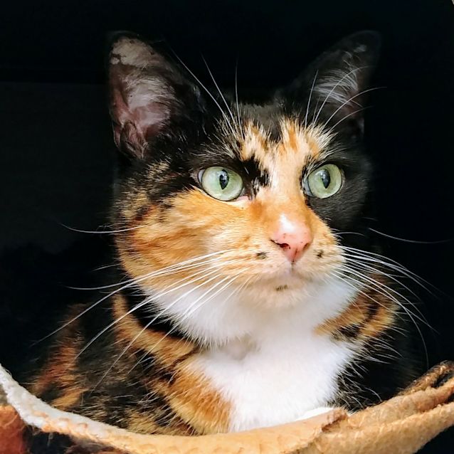 Photo of Kitty