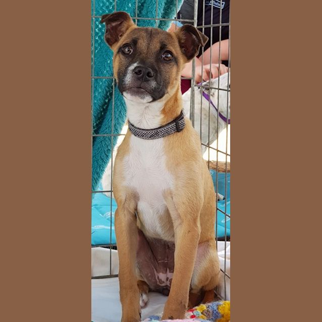Photo of Willow