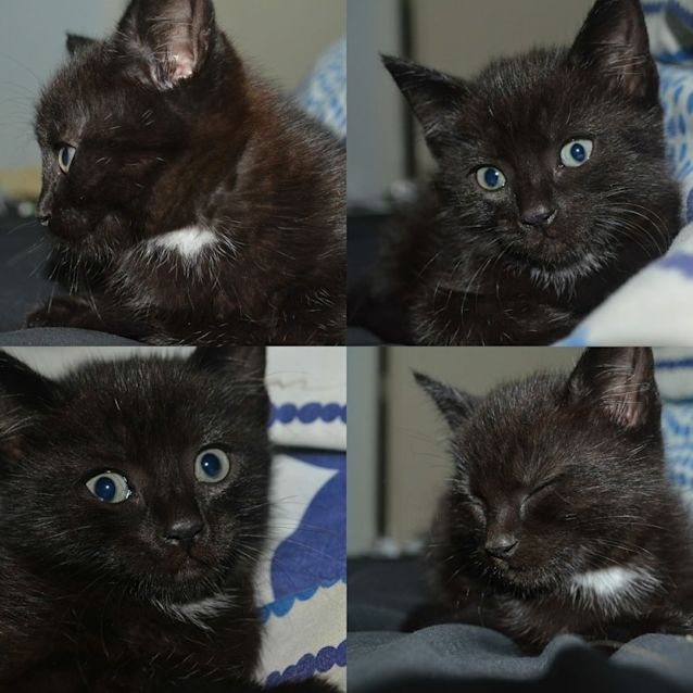Photo of Grimm 