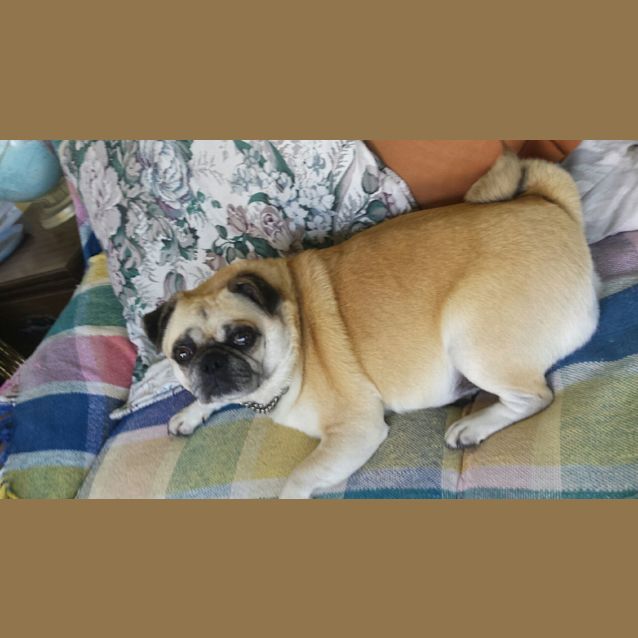 Photo of Penny