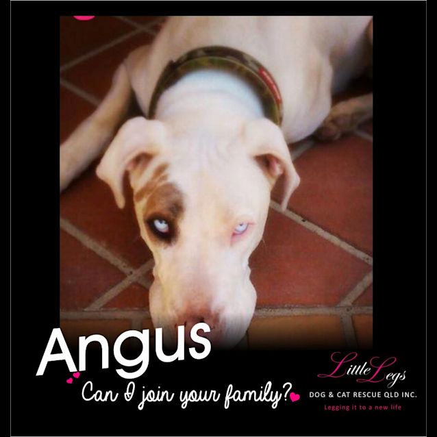 Photo of Angus