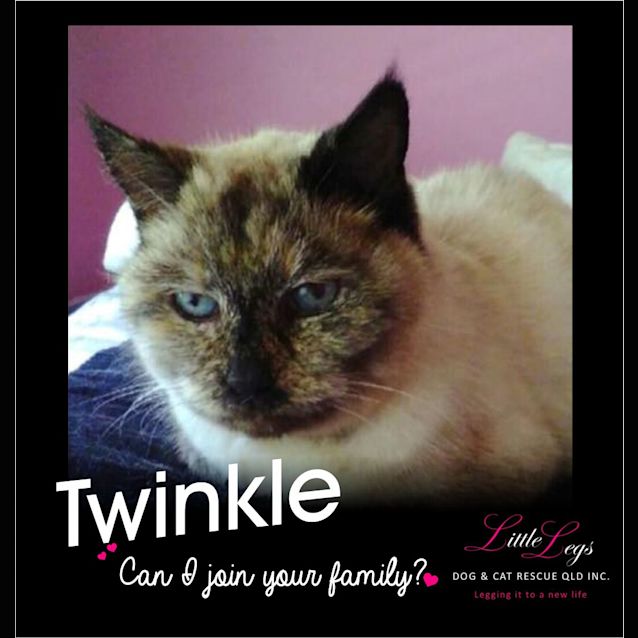 Photo of Twinkle