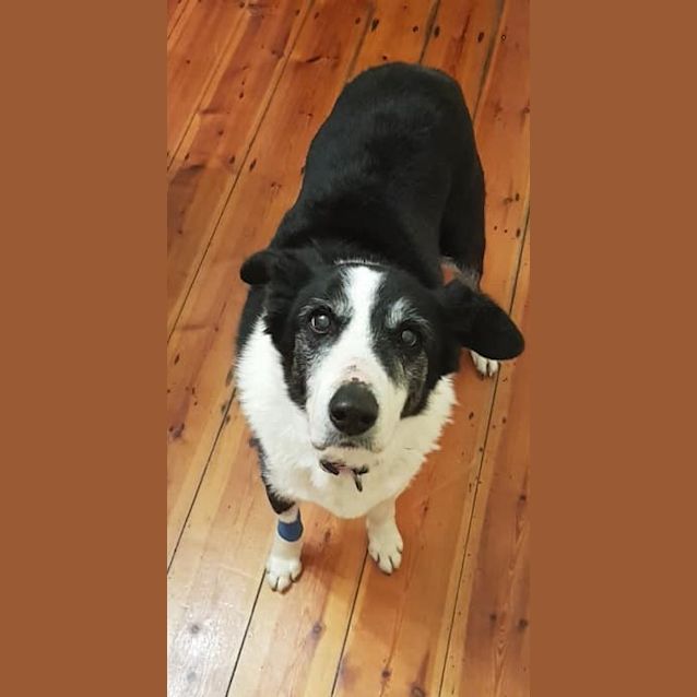 Photo of Whip **Adopted**