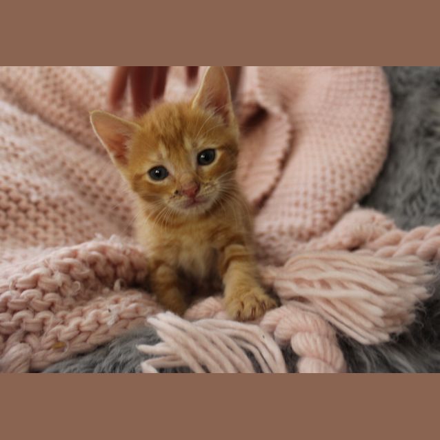 Photo of Fizzy