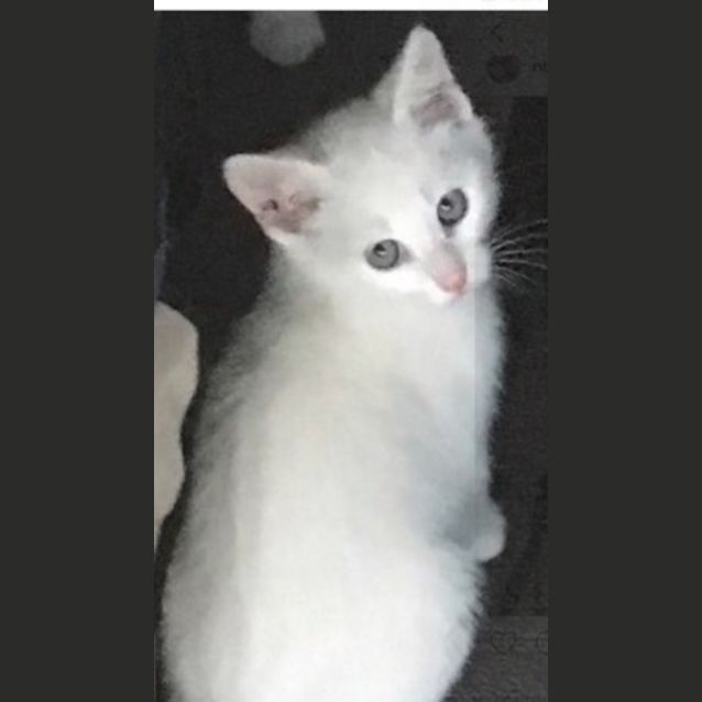 Photo of Tilly **2nd Chance Cat Rescue**
