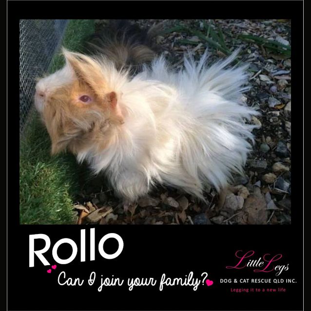 Photo of Rollo