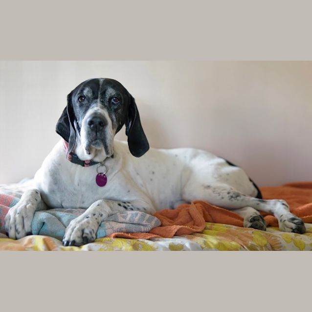 Photo of Maddie (D0008) * Adoption Pending *