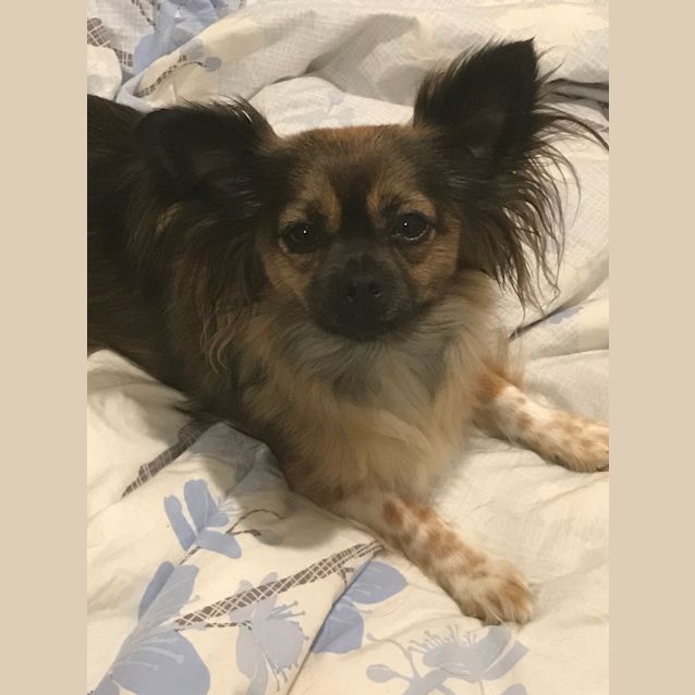 Photo of Sir Scruffington Mc Ghee (Scruffy)