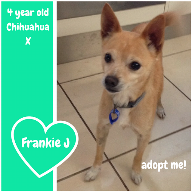 Photo of Frankie J ~ Chihuahua X (On Trial 1/12/2017)