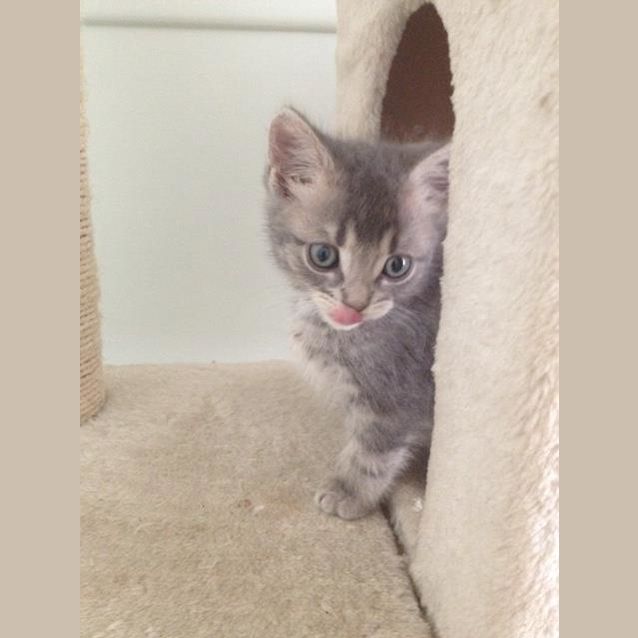 Photo of Oliver