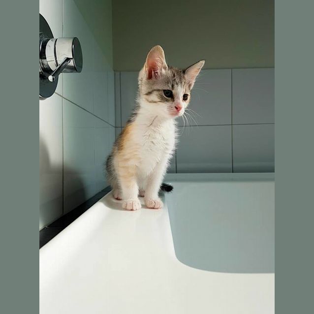 Photo of Rose