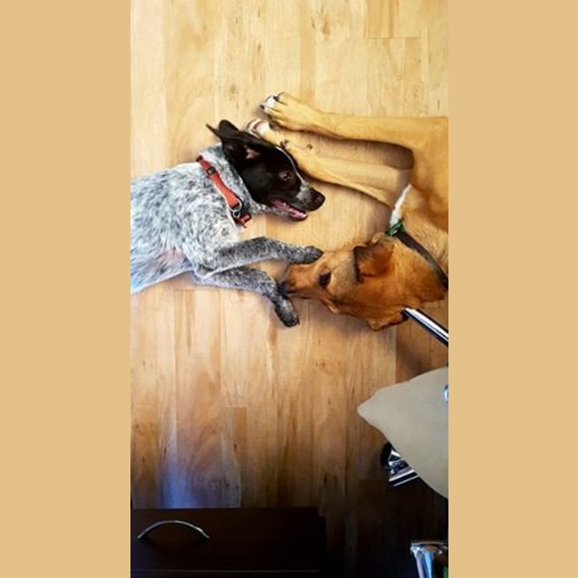 Photo of Chelsea (Adoption Pending)