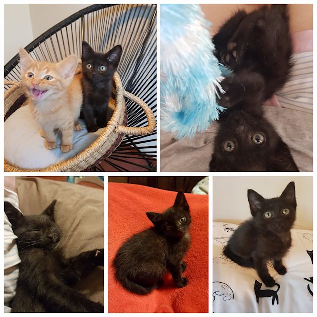 Photo of Sooty