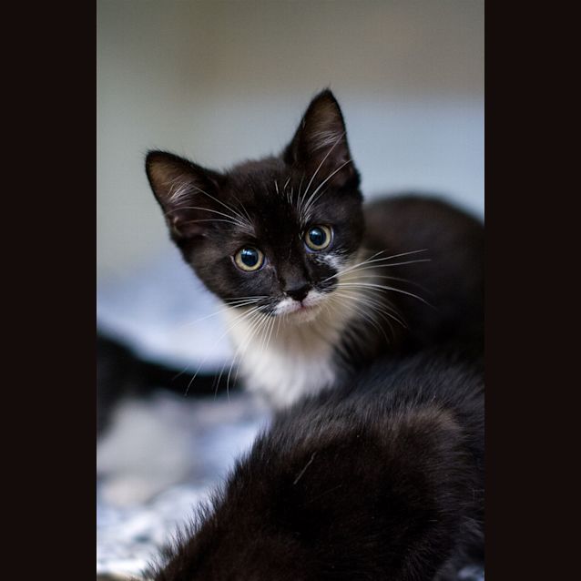 Photo of Dobby