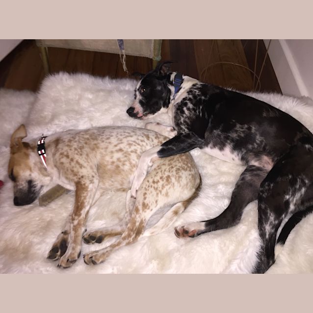 Photo of Stella  *** Female Owner Only