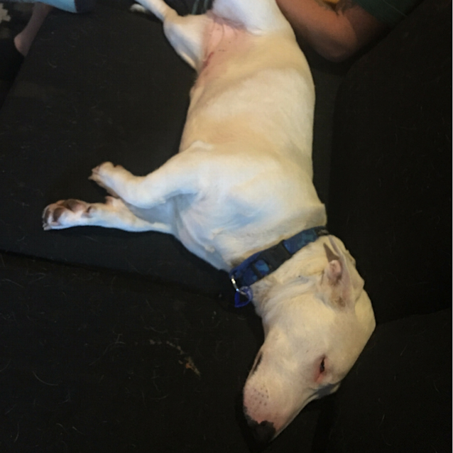 Photo of Snowy ~ Bull Terrier X (On Trial 22/12/17)