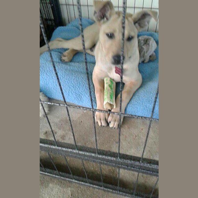 Photo of Kane (Adoption Pending)