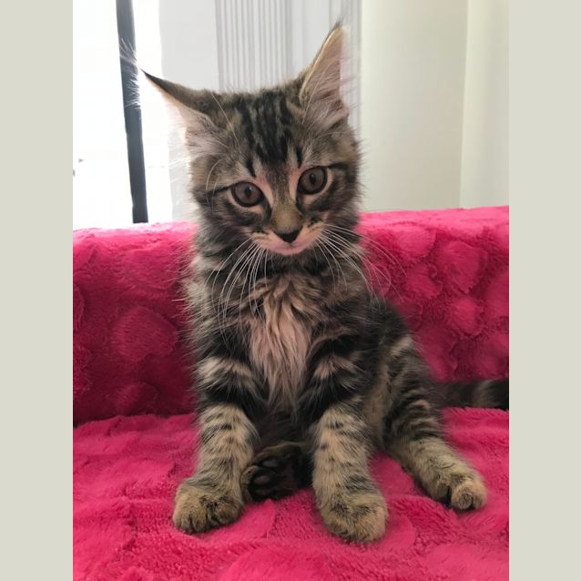 Photo of Tommy  **Application Pending**