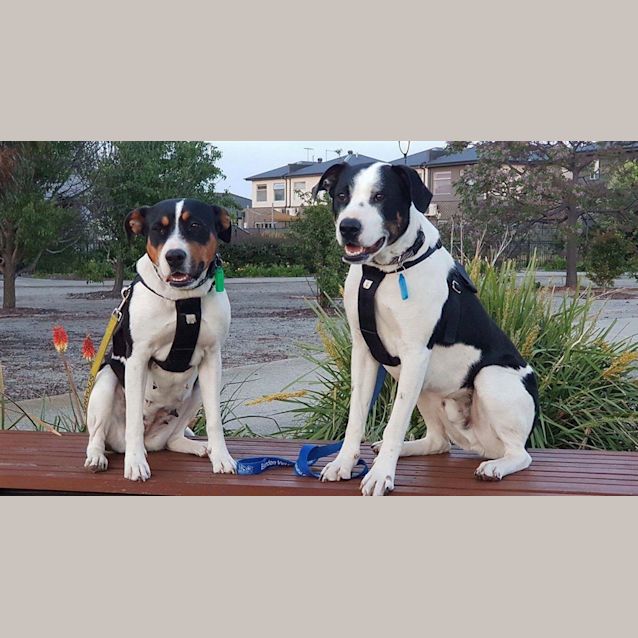 Photo of Snoop Bonded With Scarlet