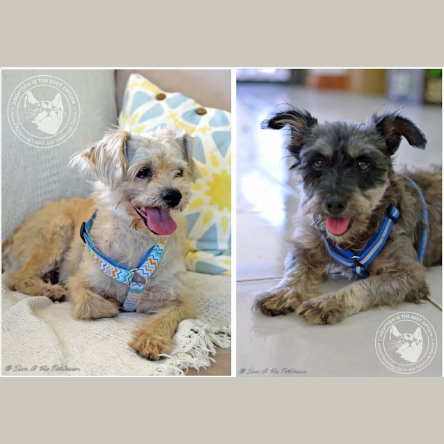 Photo of Barney & Jet