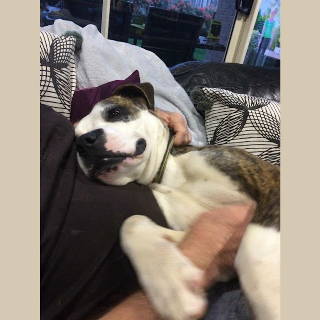 Photo of Bomber
