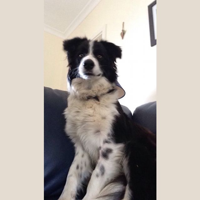 Photo of Rosie
