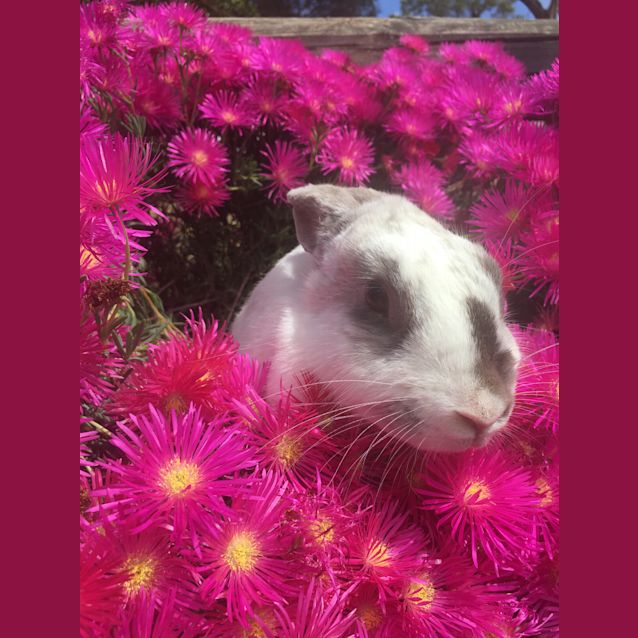 Photo of Evie 