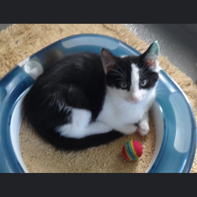 Photo of Knave